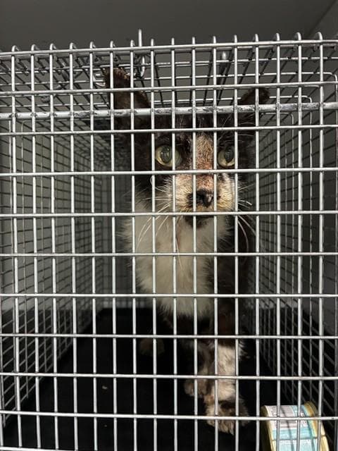 Unknown - Domestic Short Hair