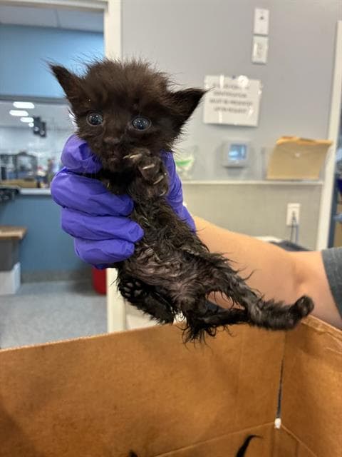 Mavis - Domestic Medium Hair