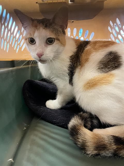Hallie - Domestic Short Hair