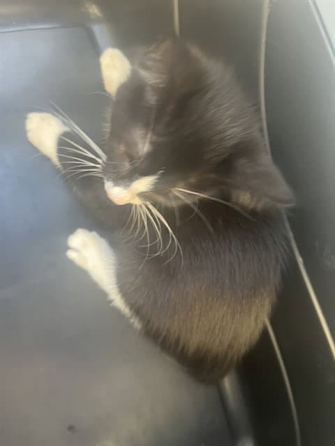 Jack - Domestic Short Hair