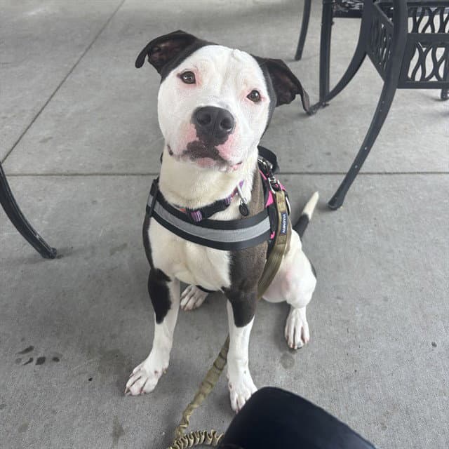 Joker - American Pit Bull Terrier
