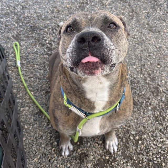 Olyve - American Staffordshire Terrier