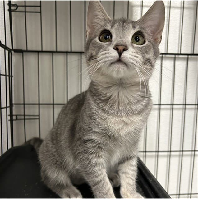 Karen - Domestic Short Hair