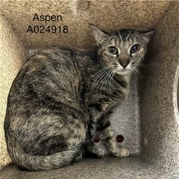 Aspen image 1