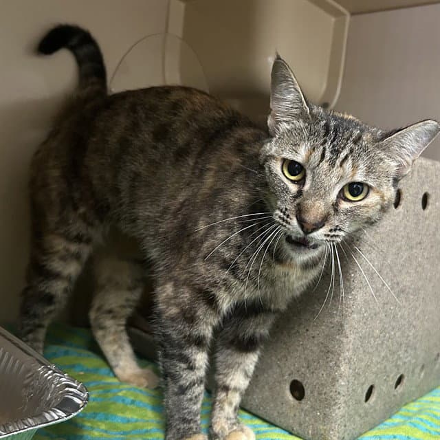 Aspen - Domestic Short Hair