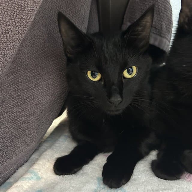 Ghost Pepper - Domestic Short Hair
