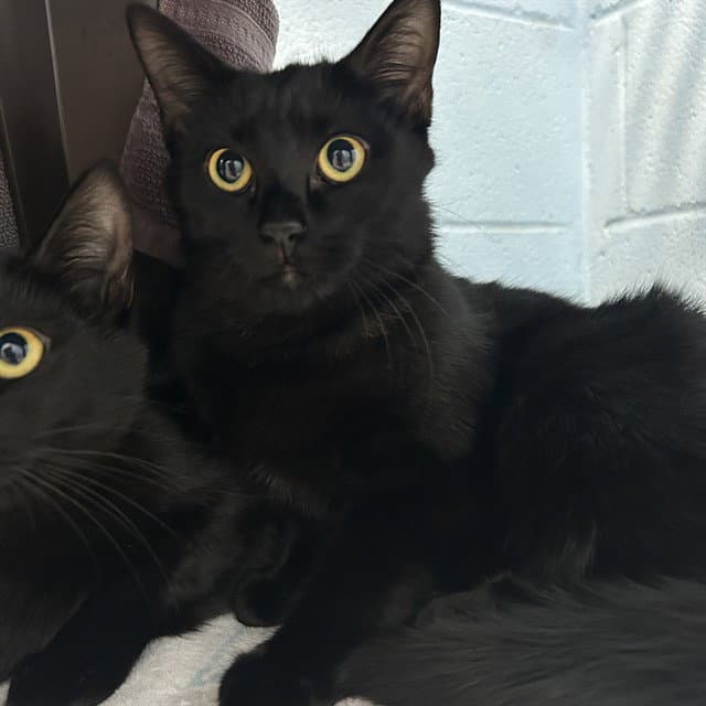 Cucumber - Domestic Short Hair