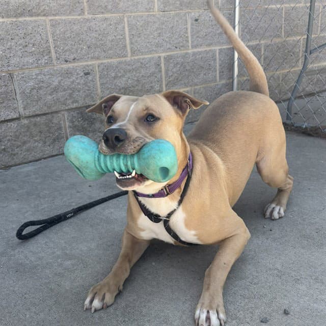 Spunk - American Staffordshire Terrier