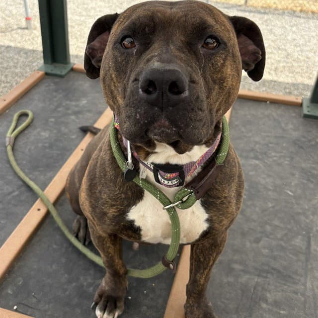 Zoey - American Pit Bull Terrier