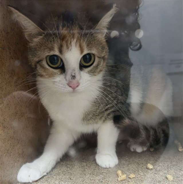 Carmela - Domestic Short Hair