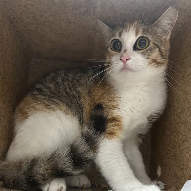 Carmela - Domestic Short Hair
