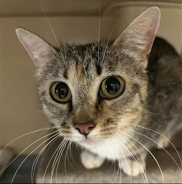 Havoc - Domestic Short Hair