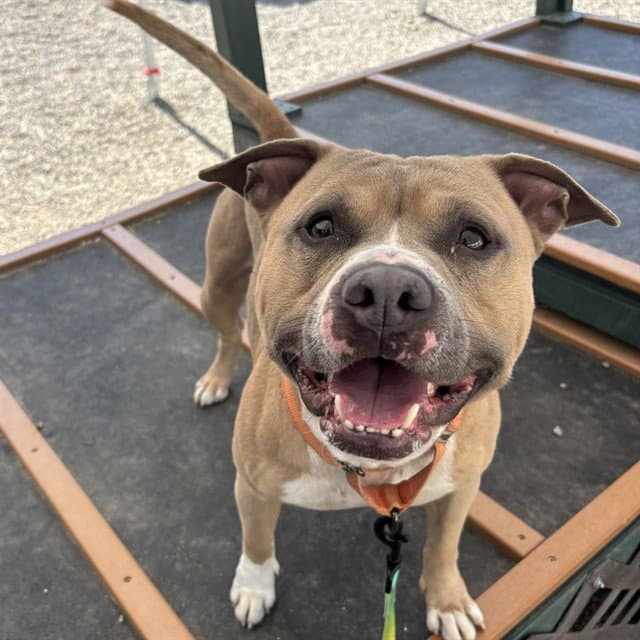 Champ - American Staffordshire Terrier