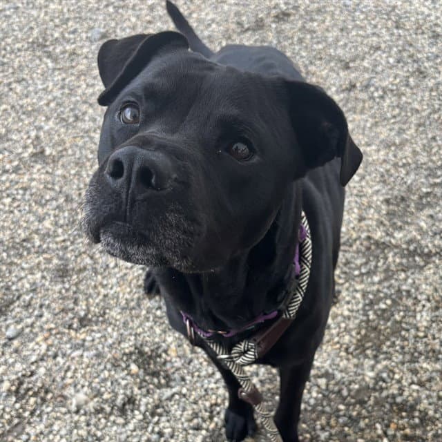 Black Jack - Labrador Retriever