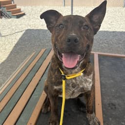 Rosco image 1