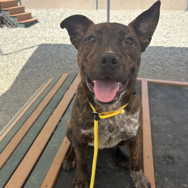 Rosco - American Staffordshire Terrier