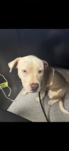 Mabel - American Staffordshire Terrier