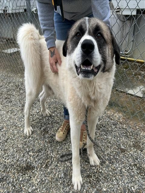 Tank - Great Pyrenees