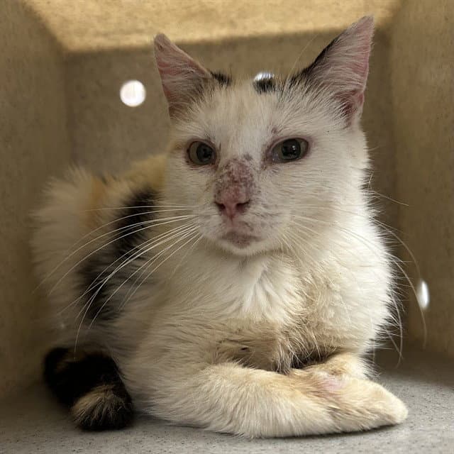 Thimble - Domestic Short Hair