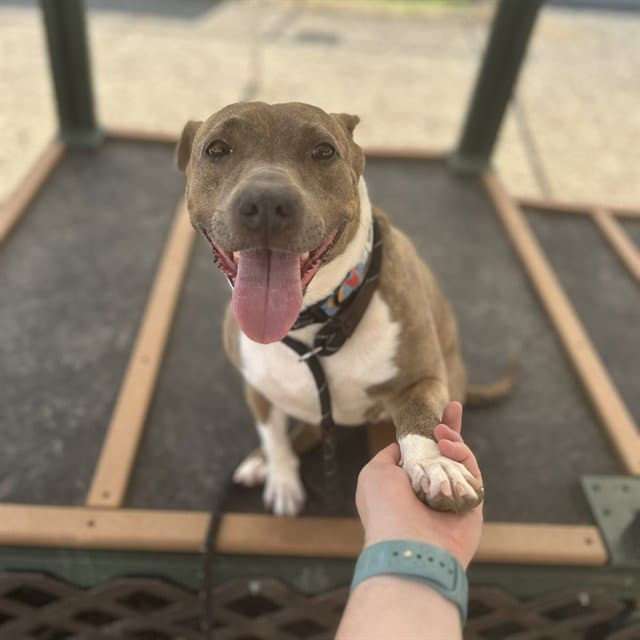 Marina - American Pit Bull Terrier