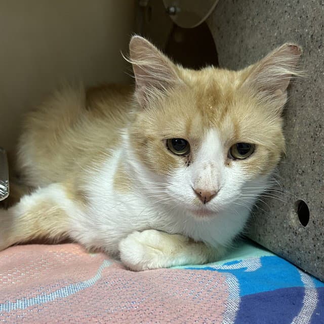 Grumpy Gills - Domestic Long Hair
