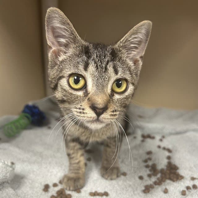 Tilly - Domestic Short Hair