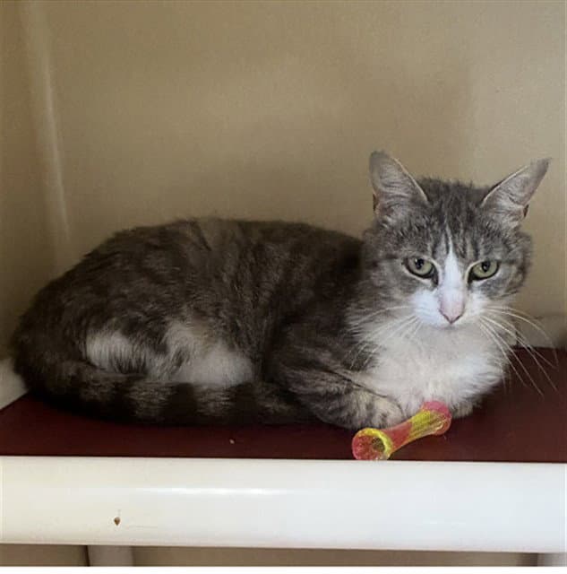 Remy - Domestic Short Hair