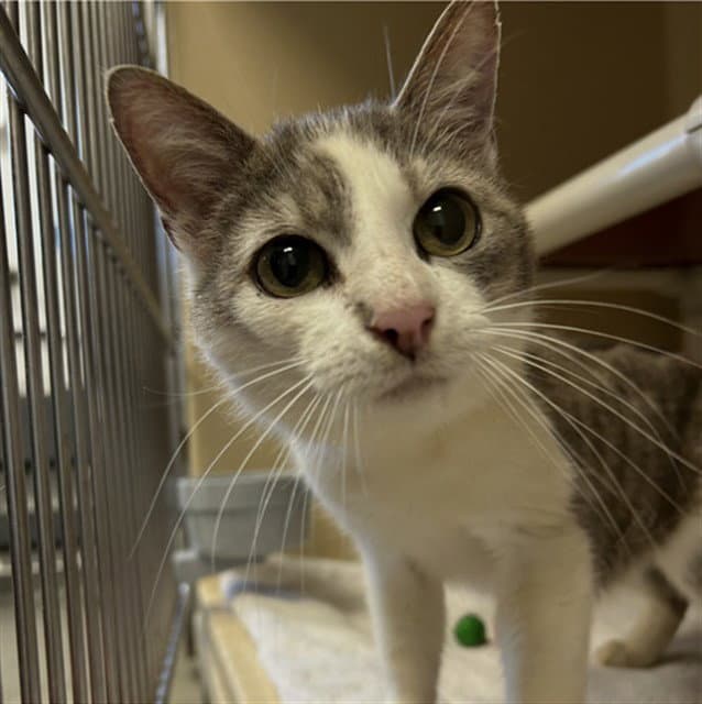 Ripley - Domestic Short Hair