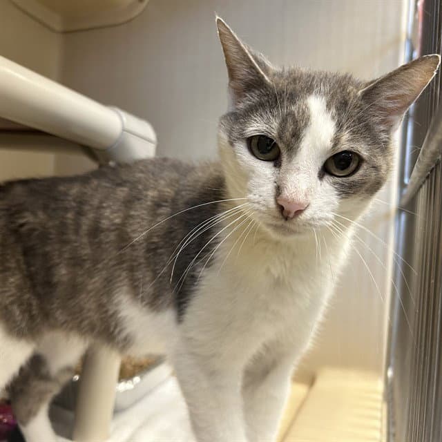 Ripley - Domestic Short Hair