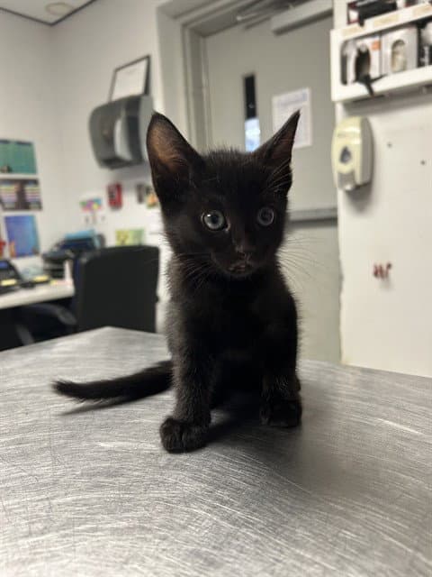 Betty - Domestic Short Hair