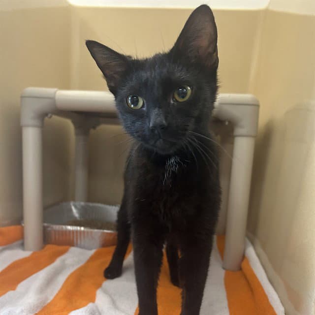 Kangaroo - Domestic Short Hair