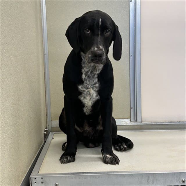 Zeus - German Shorthaired Pointer