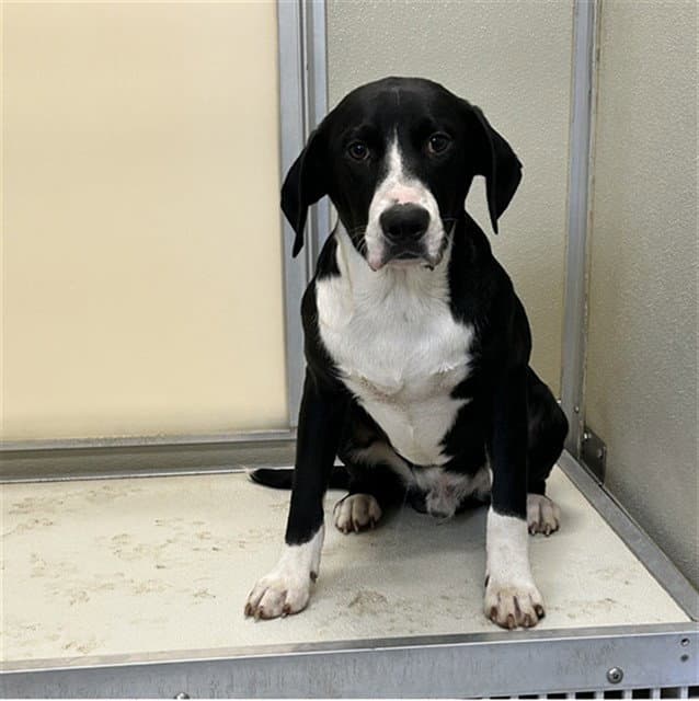 Hercules - German Shorthaired Pointer