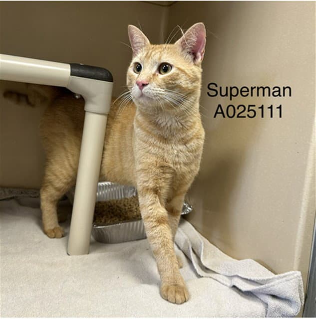 Superman - Domestic Short Hair