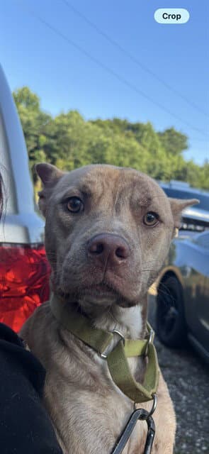 Ace - American Staffordshire Terrier