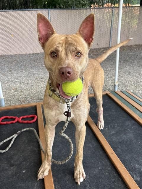 Ace - American Staffordshire Terrier