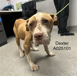 Dexter image 1