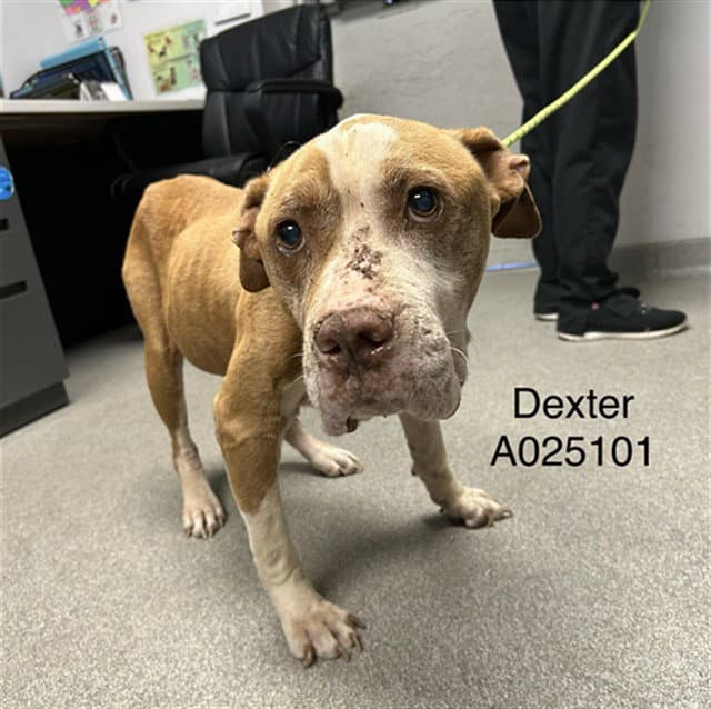 Dexter - American Staffordshire Terrier