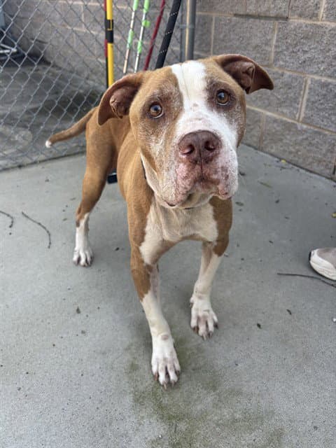 Dexter - American Staffordshire Terrier
