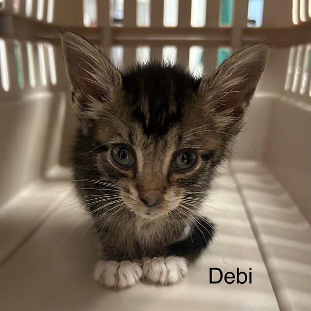 Debi - Domestic Short Hair