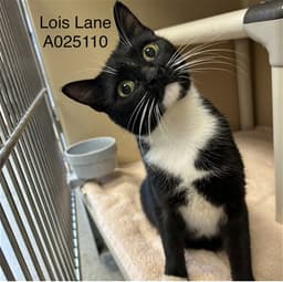 Lois Lane image 1