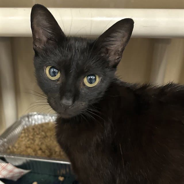 Bebe - Domestic Short Hair