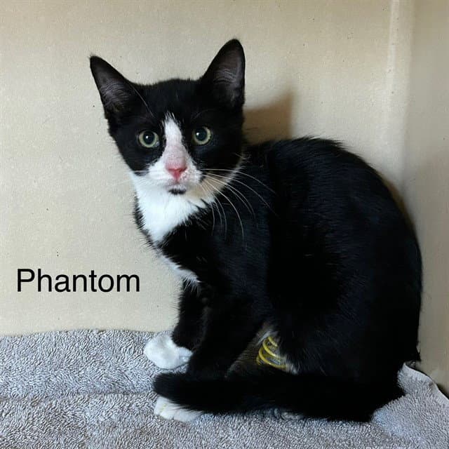 Phantom - Domestic Short Hair