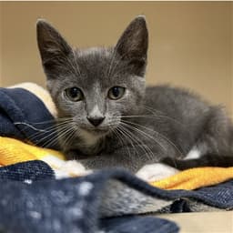 Alice image 1