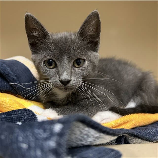 Alice - Domestic Short Hair