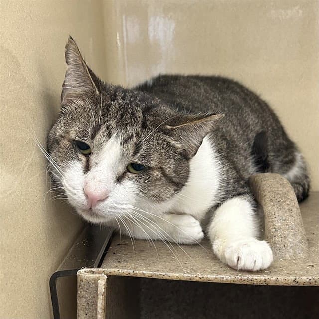 Fisher - Domestic Short Hair
