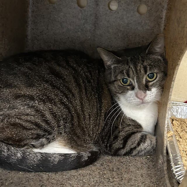 Scout - Domestic Short Hair