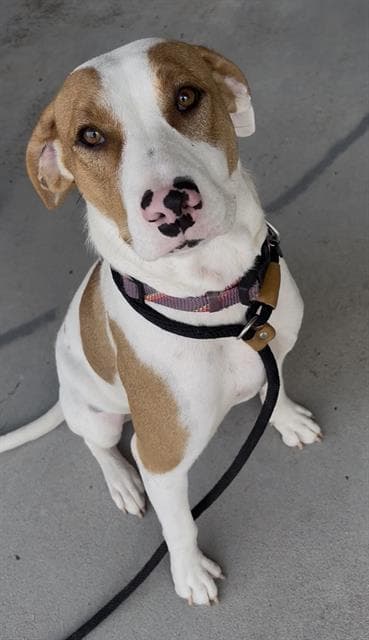 Sue - English Coonhound