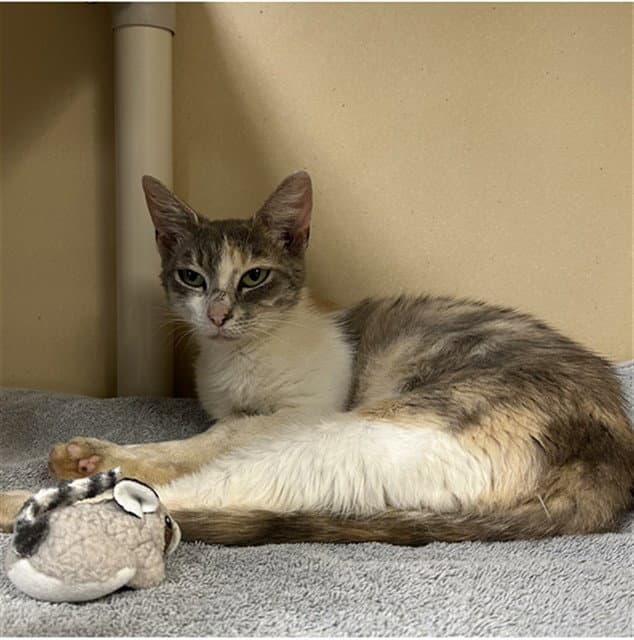 Ivory - Domestic Short Hair