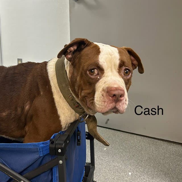 Cash - American Staffordshire Terrier